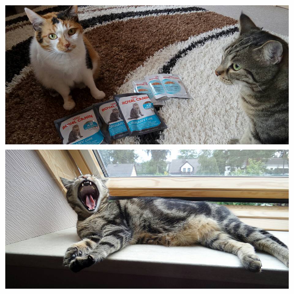 ROYAL CANIN Urinary Care im Test